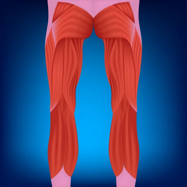 Bacak Kaslarının Anatomisi Dikiz Açısı Tıbbi Poster Vektör Illüstrasyonu — Stok Vektör