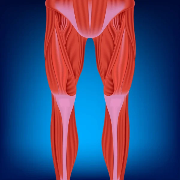 Piernas Humanas Bekoi Sobre Fondo Azul Anatomía Los Músculos Las — Archivo Imágenes Vectoriales