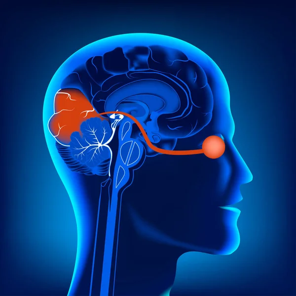 Ludzka Głowa Sekcji Wzdłużnej Mózg Narządami Wzroku Plakat Medyczny Ilustracja — Wektor stockowy
