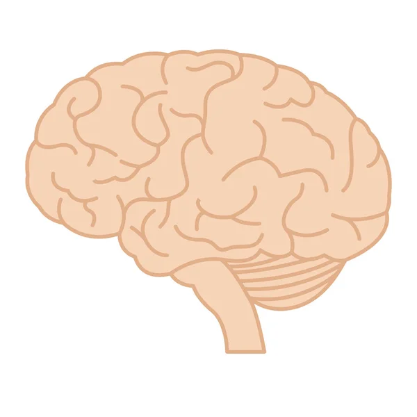 Cerebro Humano Perfil Ilustración Mínima Con Meandros Vector — Vector de stock