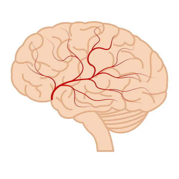 Ludzki Mózg Profilami Naczyń Krwionośnych Plakat Medyczny Ilustracja Wektora — Wektor stockowy