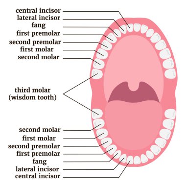 İnsan dişi anatomisi olan tıbbi bir poster. Vektör illüstrasyonu