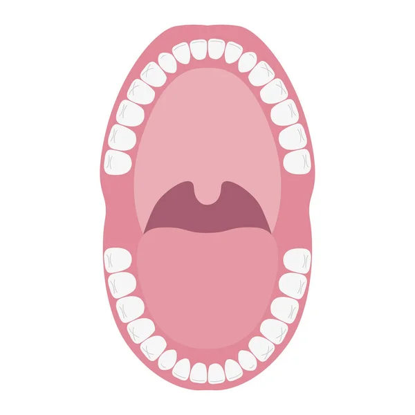 Mund Auf Mit Zähnen Anatomie Der Mundhöhle Vektorflache Illustration — Stockvektor