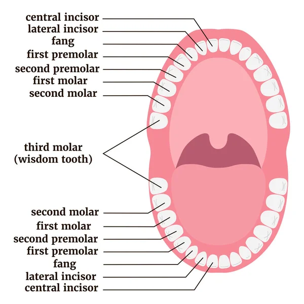 Cartaz Médico Com Anatomia Dos Dentes Humanos Com Descrição Ilustração —  Vetores de Stock