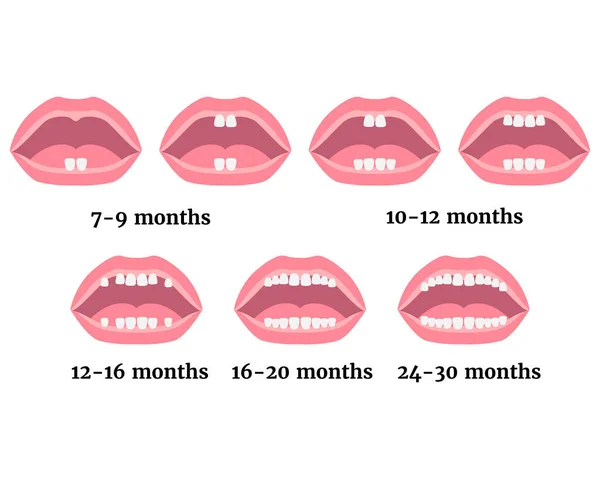 Етапи Росту Молочних Зубів Дітей Медичний Фон Або Постер Векторний — стоковий вектор