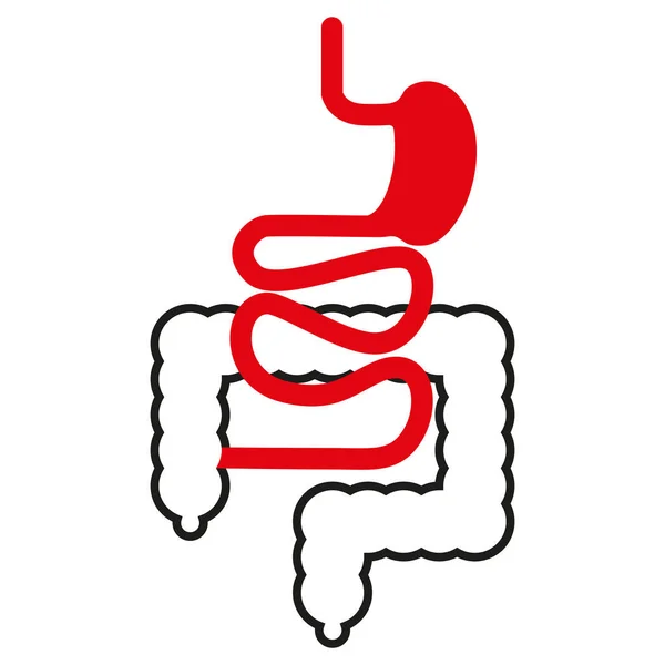 Minimalistic Scheme Digestive System Medical Vector Illustration — Stock Vector