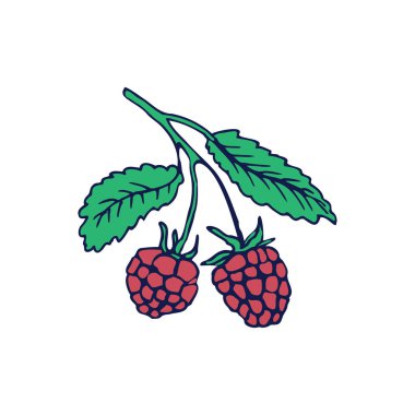 Ahududu çizimi. Çizgi çalışması. Vektör illüstrasyonu