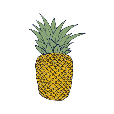 Ananas çizimi. Çizgi çalışması. Vektör illüstrasyonu