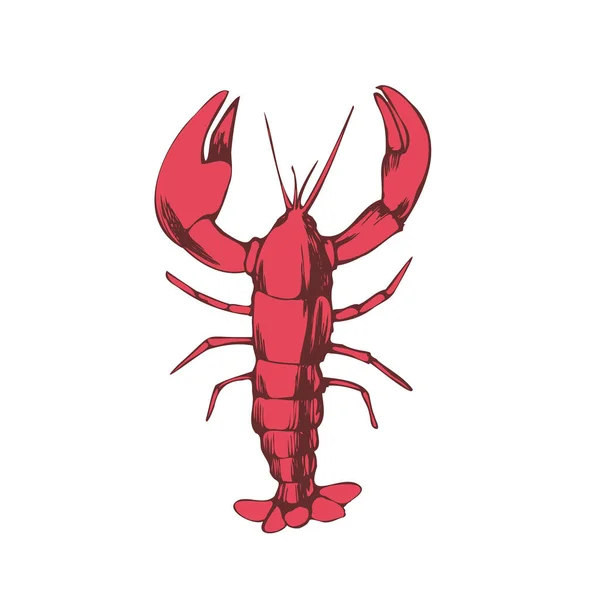 Drawing Red Lobster Line Art Vector Illustration — Stock Vector