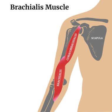İnsan vücudunun anatomisi. Brachialis kas ve kürek kemikleri. Tıbbi poster, diyagram. Vektör illüstrasyonu