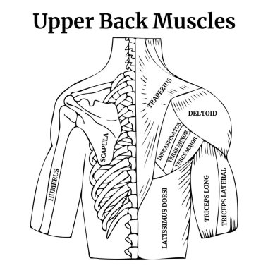 İnsan vücudunun anatomisi. Üst sırt kasları. Siyah çizgileri olan insan gövdesi, robot resim. Tıbbi poster, diyagram. Vektör illüstrasyonu