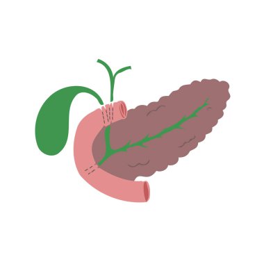 Pankreasın safra kesesi ile çizimi. Çıkartma, çıkartma. Tıbbi illüstrasyon.