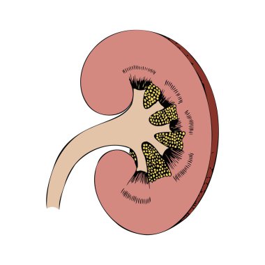 Böbrek vektör çizimi. Çıkartma ya da simge. Tıbbi tablo
