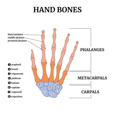 İnsan elinin kemiklerinin anatomisi ve tarifleri olan tıbbi bir poster. Vektör illüstrasyonu