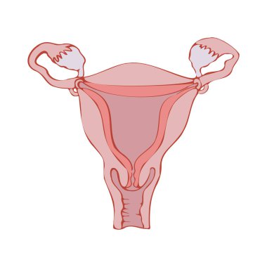 Rahmin minimalist çizimi. Vektör tıbbi illüstrasyon