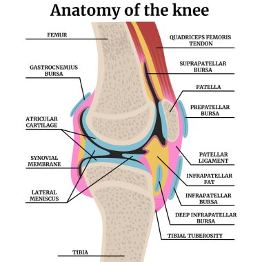 İnsan diz ekleminin anatomisi enine kesitte. Tarifleri olan renkli bir tıbbi afiş. Vektör illüstrasyonu