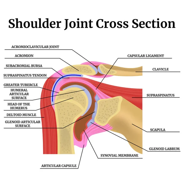 Enine kesitte insan omuz eklemlerinin anatomisi. Tarifleri olan renkli bir tıbbi afiş. Vektör illüstrasyonu
