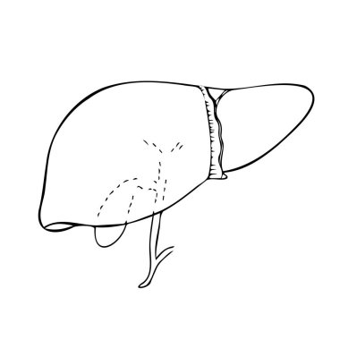 Basit siyah çizgilerle karaciğer ve safra kesesi çizimi. Tıbbi vektör illüstrasyonu