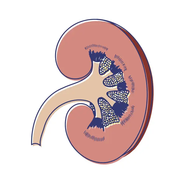 İnsan böbreğinin minimalist çapraz çizimi, çıkartma. Tıbbi poster. Vektör illüstrasyonu