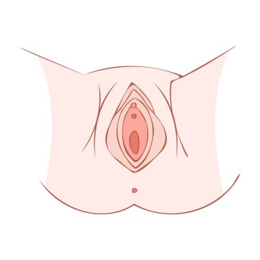 Anatomy of the vagina. Medical design. Vector illustration.