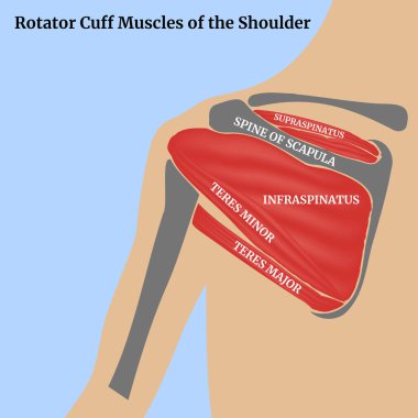 Sırtında kürek kemiği kasları var. İnsan anatomisi. Mavi arka planda gövde. Tıbbi afiş. Vektör illüstrasyonu