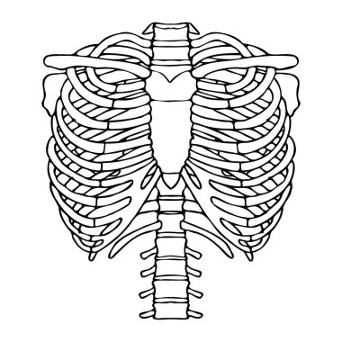 Omuz kemeri ve kaburga çizimi. Tıbbi minimalist şema. Vektör illüstrasyonu