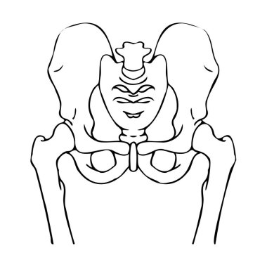 İnsan leğen kemiği çizimi. Tıbbi minimalist şema. Vektör illüstrasyonu