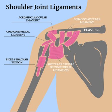Omuz eklemindeki bağların anatomisi. Mavi arka planda tıbbi afiş. Vektör izole illüstrasyonu