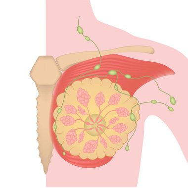 Tıbbi tasarım kavramı. Kadın göğsünün anatomisi. İzole vektör illüstrasyonu