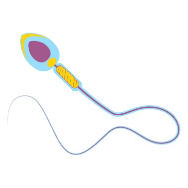İnsan spermatozoonunun anatomik yapısı. Vektör illüstrasyonu