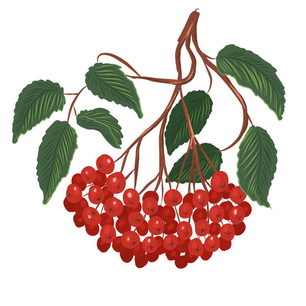A picturesque branch of red ripe rowan. Vector illustration