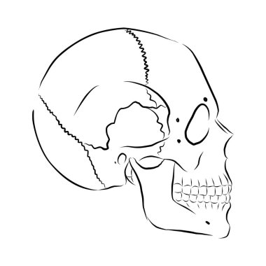Profilde insan kafatasının doğrusal çizimi. Vektör illüstrasyonu