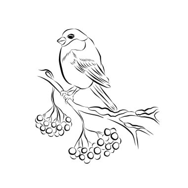 Bir dalda oturan bir sniger 'ın doğrusal çizimi. Vektör illüstrasyonu