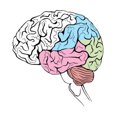 Profilde beynin çizimi, renk kodlu bölümler. Tıbbi vektör illüstrasyonu