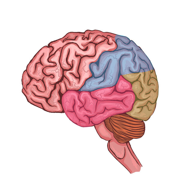 Drawing of the brain with sections highlighted in color. Medical poster, vector illustration
