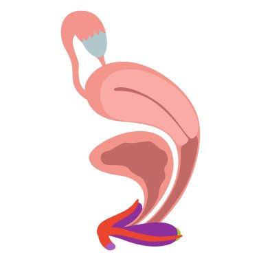 Detailed anatomical illustration of the female reproductive and urinary system. Includes uterus, bladder, vagina, and surrounding structures. Colorful and educational.