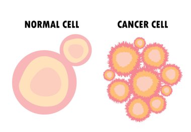 Normal Hücre Kanser Hücresine Karşı, normal büyüme kontrolü kaybı, sağlıklı doku ve tümör, vektör çizimi.