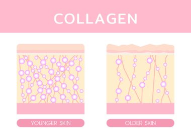 Kolajen, konsept cilt bakımı, kolajen serumu deri vektörü
