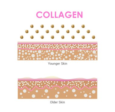Kolajen Yaşlanma Bilgileri, Genç vs Olgun Cilt Yapısı, Koruma Cildi, Vektör Tasarımı Karşılaştırması