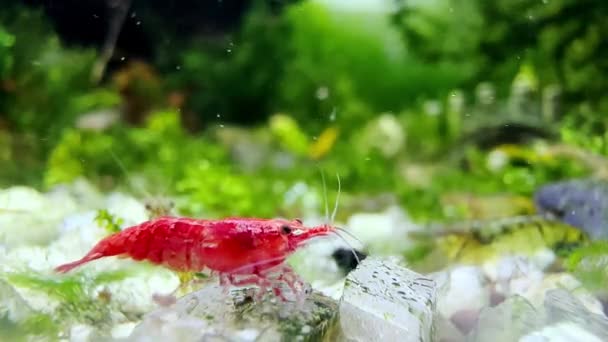 Czerwone Małe Krewetki Jedzenia Zbiorniku Wody Bliska Aparat — Wideo stockowe