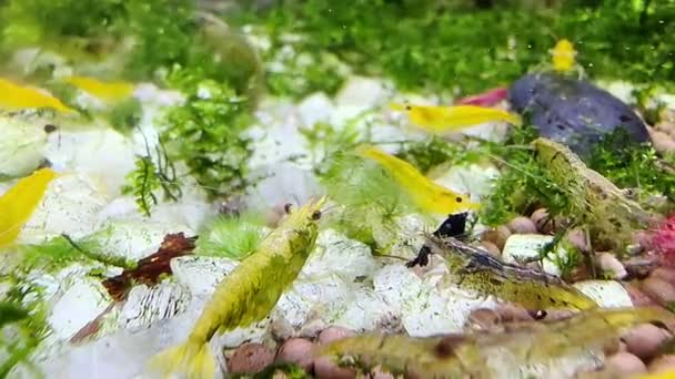 Leben Von Farbenprächtigen Zwergkrebsen Wasserbecken — Stockvideo