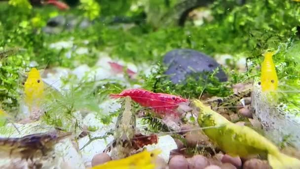 Vie Animal Compagnie Nain Crevettes Couleur Dans Enceinte Réservoir Eau — Video