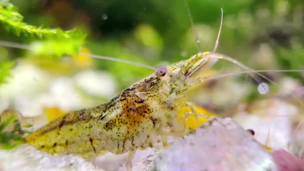 Gelbe Winzige Garnelen Fressen Wasserbecken Mit Nahaufnahme Kamera — Stockvideo