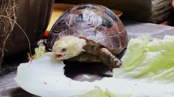 小さな細長い亀のエキゾチックなペットを閉じ 囲いの中で野菜を食べる — ストック動画