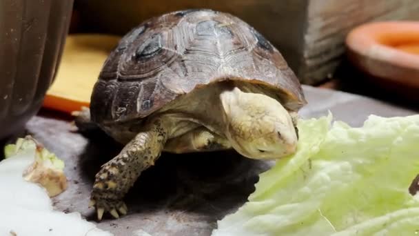 Hosszúkás Teknős Egzotikus Kisállat Eszik Élelmiszer Reggel — Stock videók