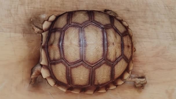 Baby Sulcata Tortoise Ερπετό Εξωτικό Κατοικίδιο Ζώο Κοιμάται Στο Τραπέζι — Αρχείο Βίντεο