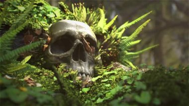 Human skull on the rock and plant in the forest.Butterfly 3d animation flying in the forest.3D rendering background realistic conceptual.