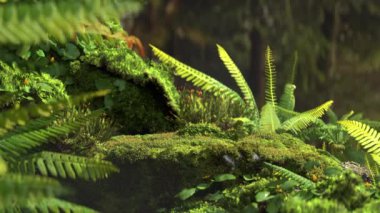 3d animation forest moss and plant with natural wind .Realistic 3d rendering scene generate background conceptual.