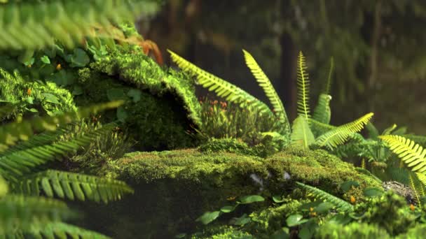3Dアニメーションの森の苔と自然の風と植物 現実的な3Dレンダリングシーンは背景概念を生成します — ストック動画