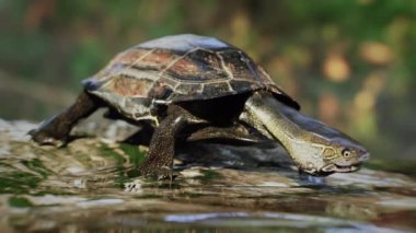 3D animation and rendering reeve's pond turtle eating water in the natural.3D rendering realistic animal pet.